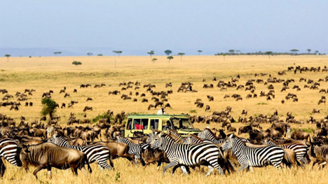 Serengeti safari cost