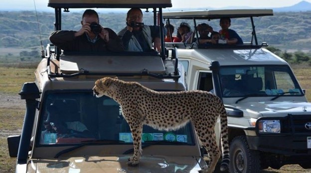 A_Safari_Serengeti_Planning