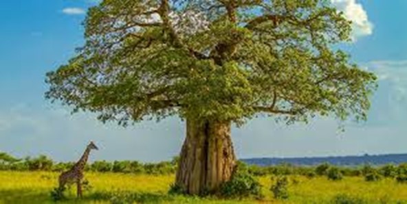 Going_For_The_First_Time_The_Serengeti_VS_The_Masai_Mara