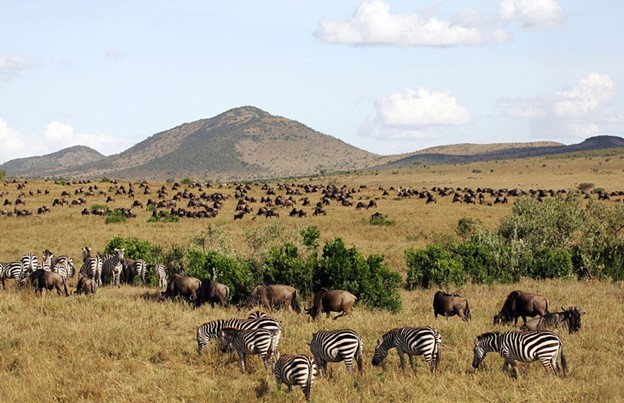 The_Serengeti_VS_The_Masai_Mara_Going_For_The_First_Time