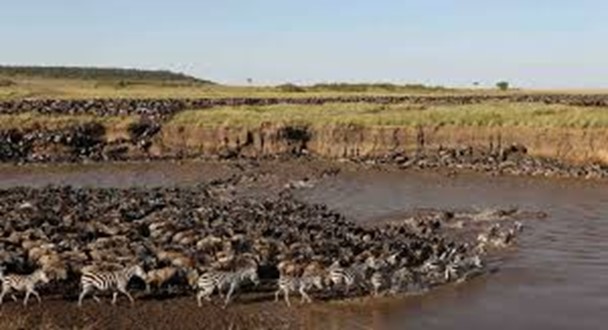 Serengeti african safari