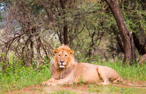 National Tanzania Park