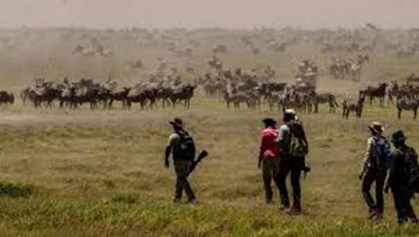 Serengeti safari africa