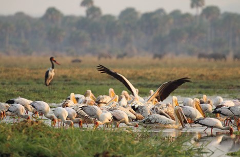 Tanzania National Parks