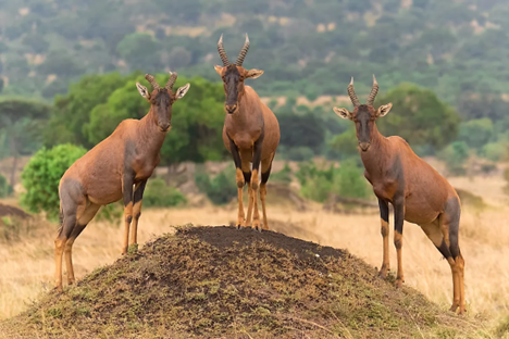 Rwanda wildlife