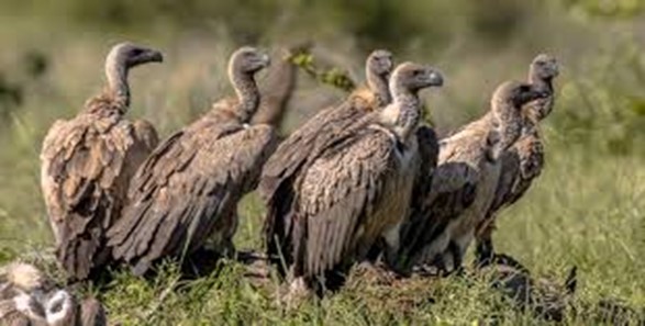 VS_The_Masai_Mara_The_Serengeti_Going_For_First_Time