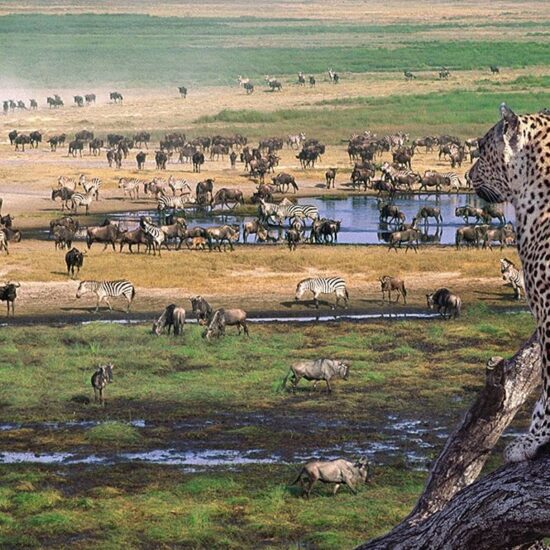 tanzania africa safari tours, safari vacations in tanzania