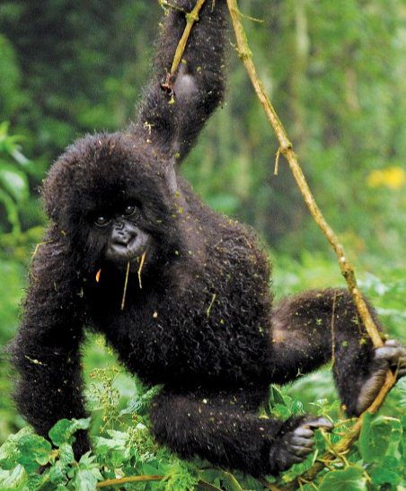 A young gorilla covered in foliage is swinging on a vine in a lush green forest. Its fur is dark and fuzzy, and it has several small sticks in its mouth. The environment is dense and natural.
