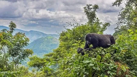 Bwindi Impenetrable Forest: Gorilla Trekking & Rainforest Marvels