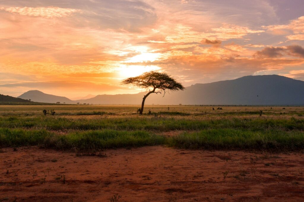Lions resting on the African savannah
