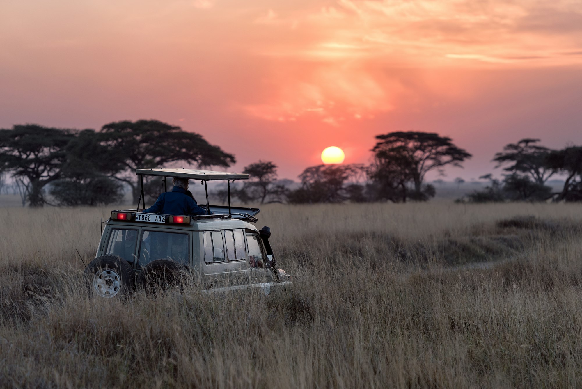A lone acacia tree on the African savannah at golden hour