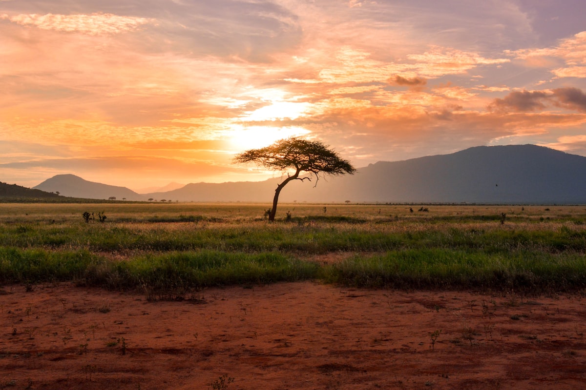 Elephant crossing the savannah on an East African safari