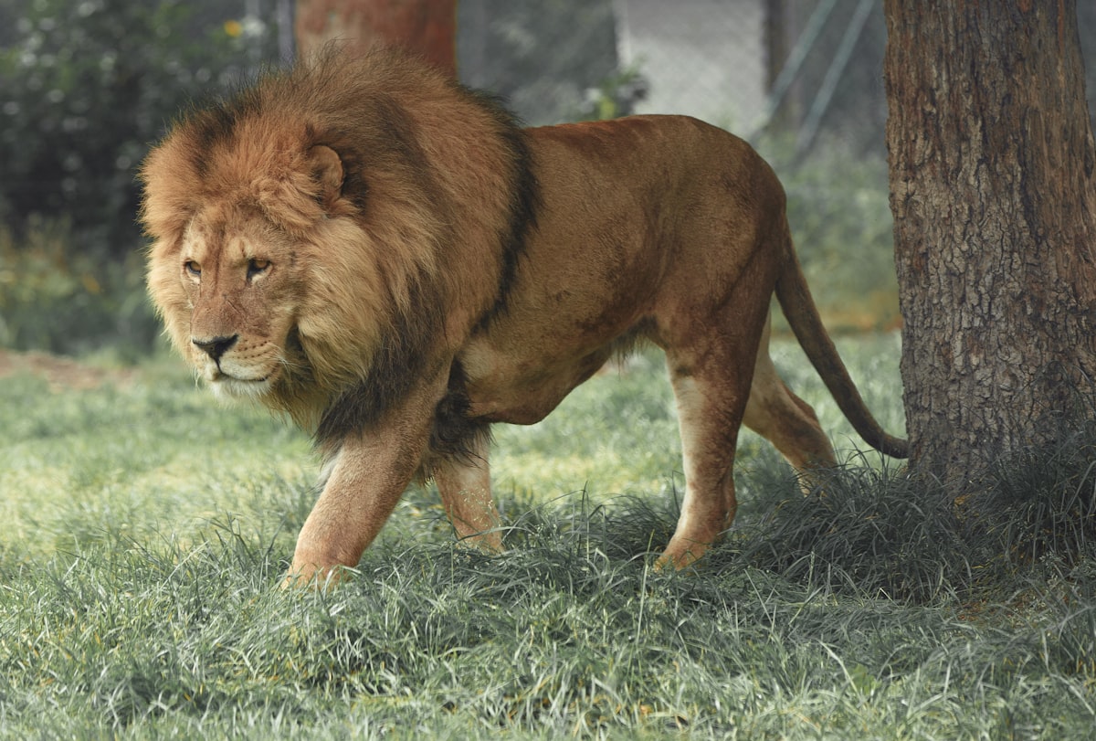 Male lion resting in golden savannah grass