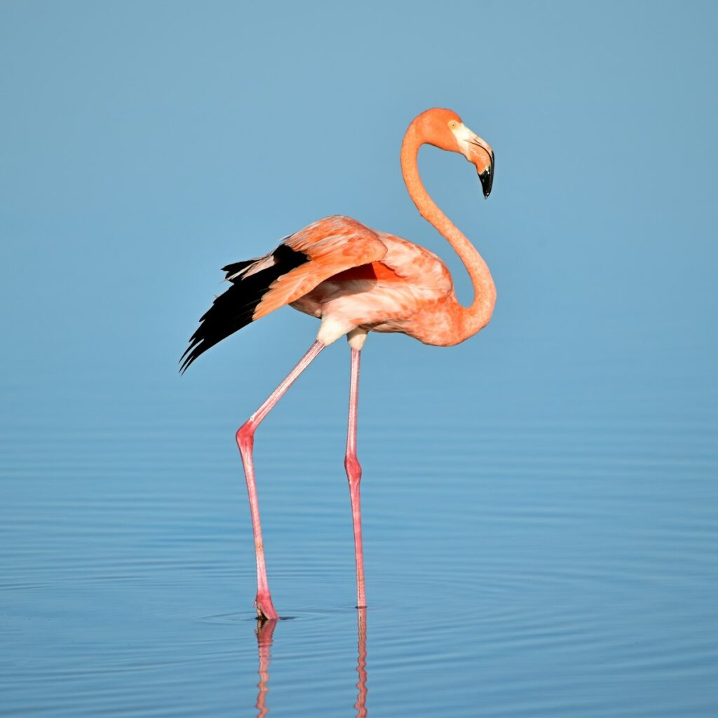 Flamingos gathered on the shallows of a Rift Valley lake